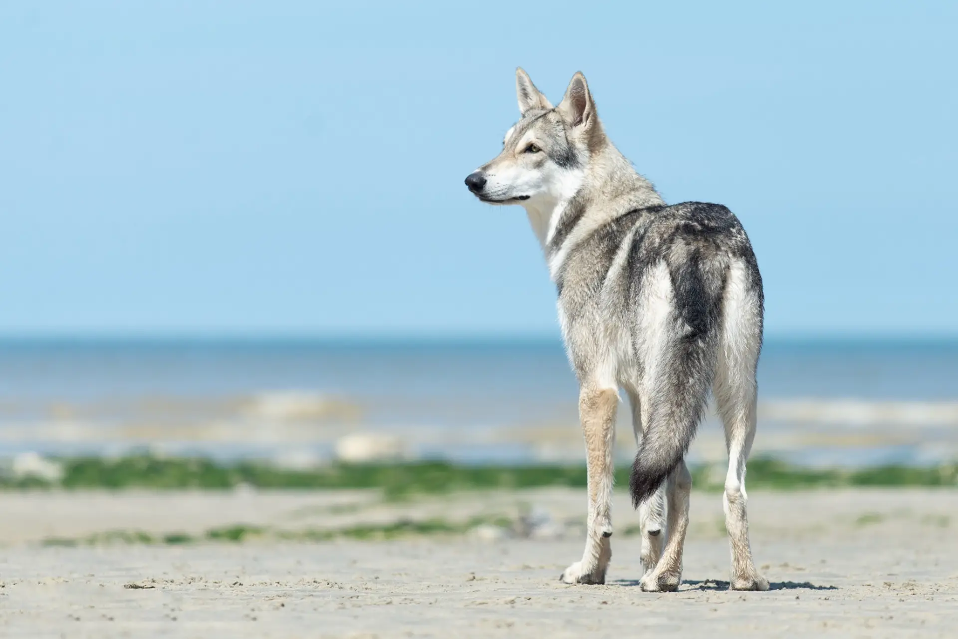 Chien-loup de saarloos sur une plage
